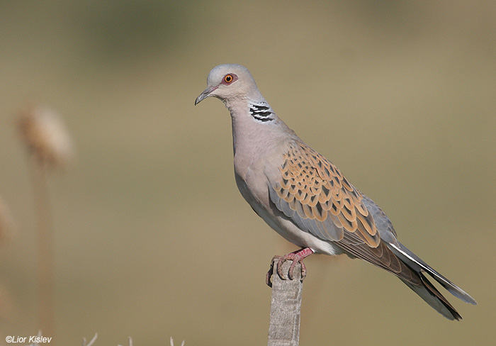     Turtle dove  Streptopelia turtur                              ,  , 2009.:  